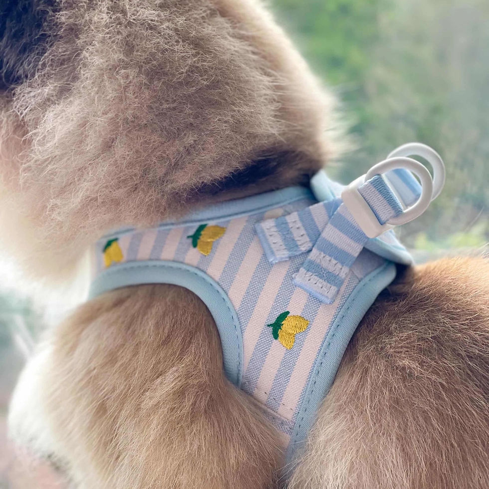 Thumbnail: Cat Harness - Living La Vida Lemon