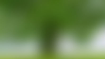 Hedvig + Petter | Sommerbryllup ved Strandhytta på Brøttum