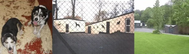 our kennels at Riverside country kennels