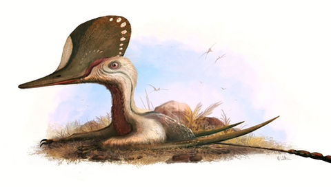 Cuspicephalus © Witton 2020 low res.jpg
