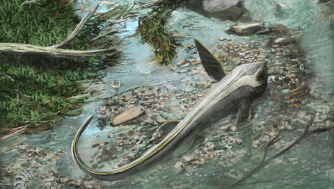 Cartorhynchus Witton 2018 low res.jpg