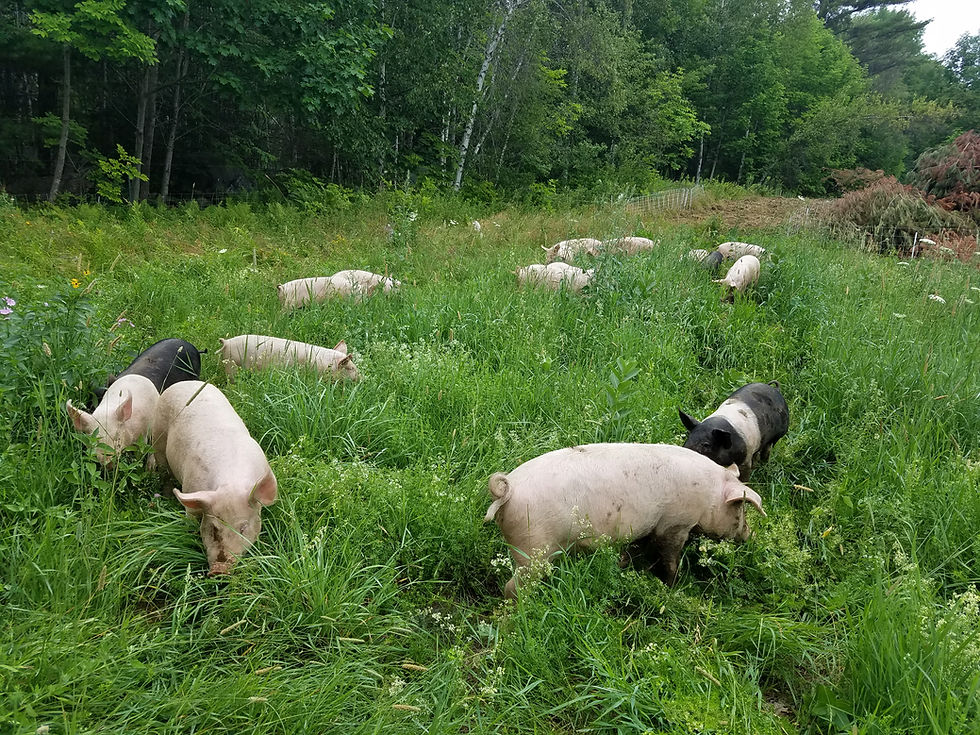 Thumbnail: Pastured Pork Shares
