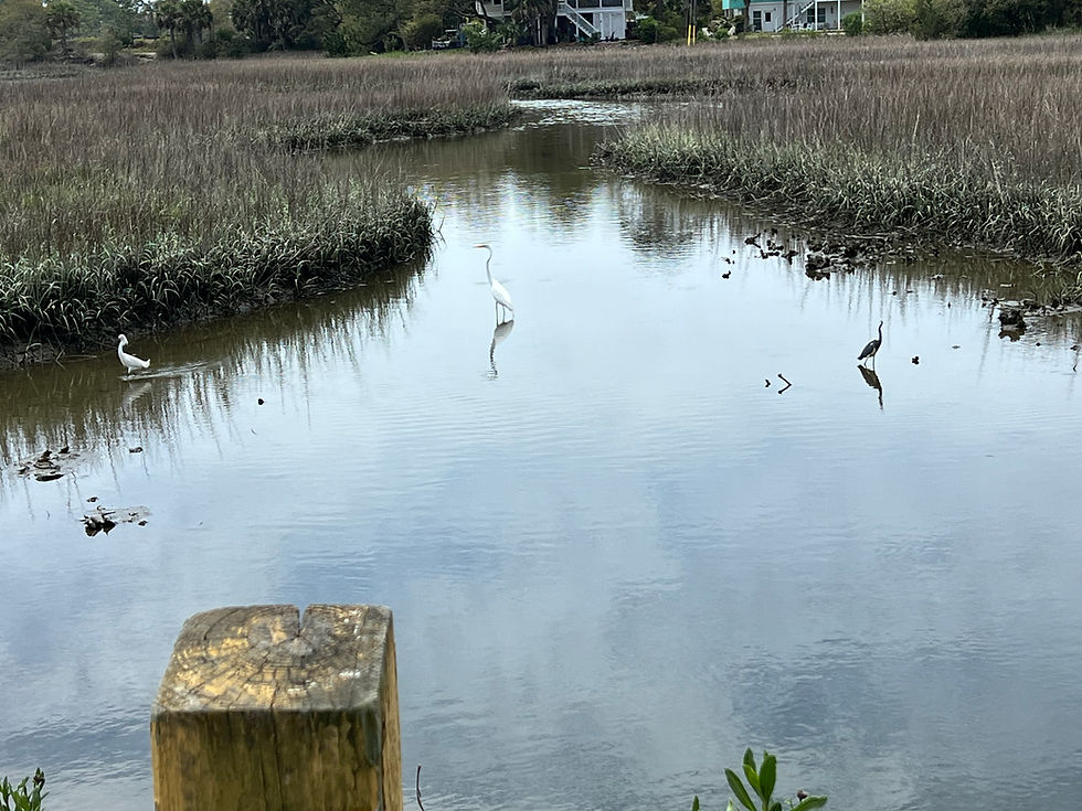 Spring has Sprung on Tybee Island