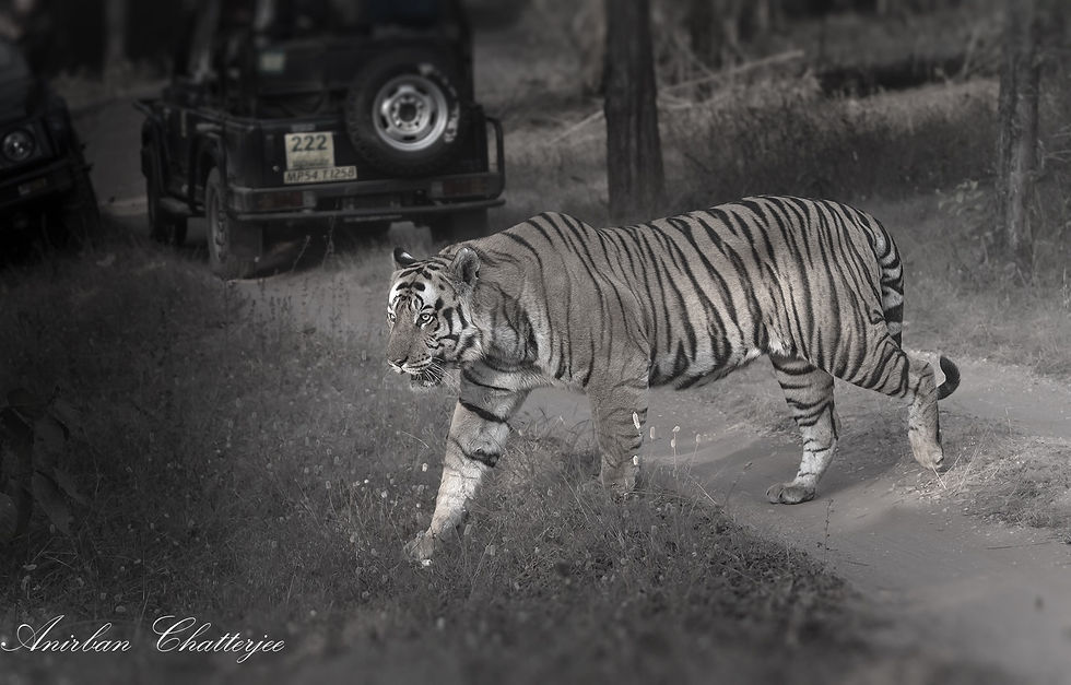How to become wildlife photographer