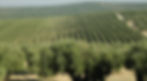 olivar.jpg