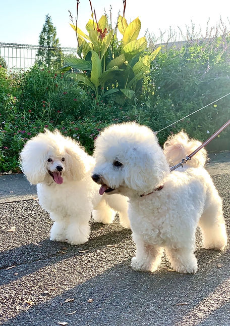 2dogsdiscusstrim.jpeg