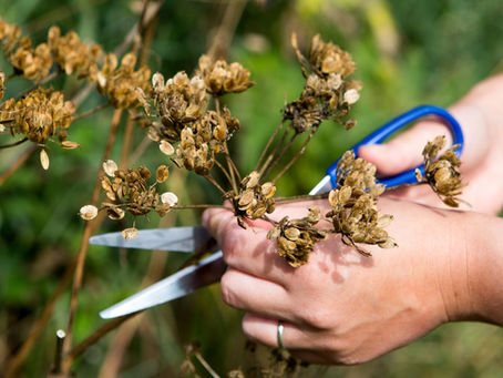 Mantenimiento de Estanques y Albercas Naturales en Otoño e Invierno