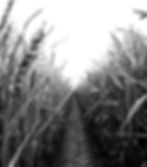 A cornfield in black and white