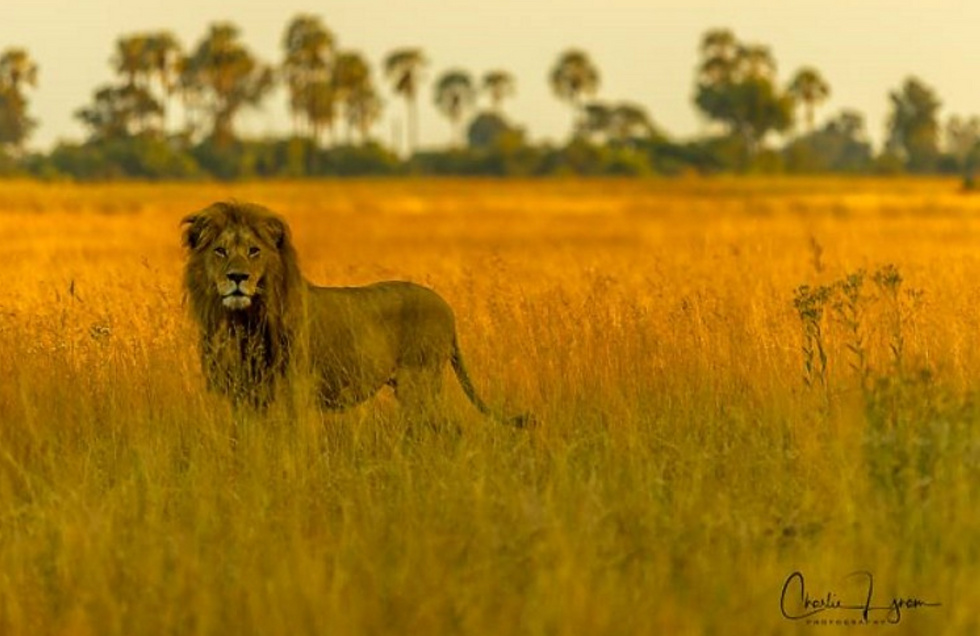 An African lion stands staring at the camera