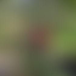 The Old Vicarage, Washington