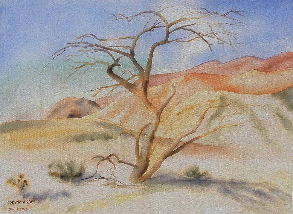 Bare Acacia