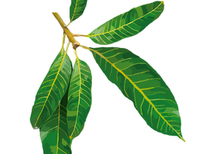 Mangueira