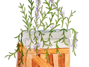 Planta alecrim