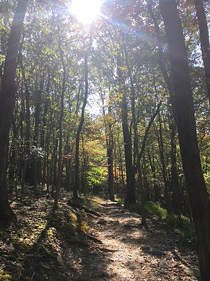 Sunlight shining through the trees in a forest