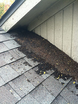 Bat Removal Michigan