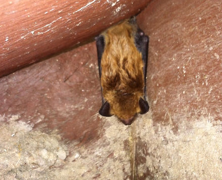 Bat Removal Michigan