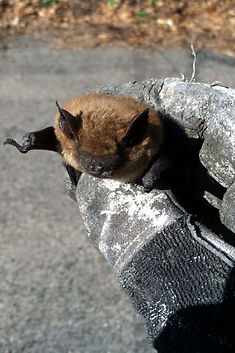 24 Hour bat removal Michigan