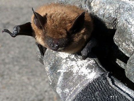 24 Hour bat removal Michigan