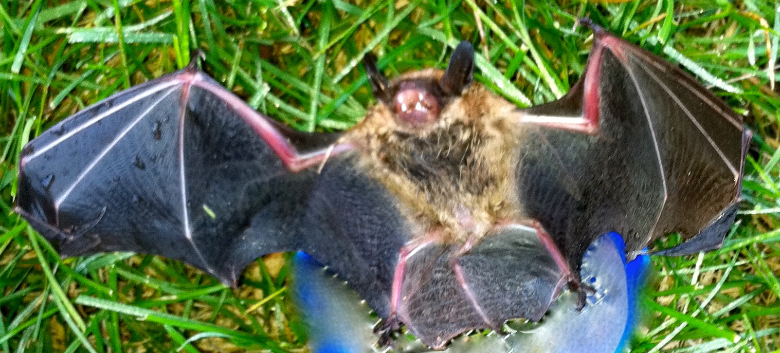 Bat Removal Michigan Bat Removal Bat Control Bat In House
