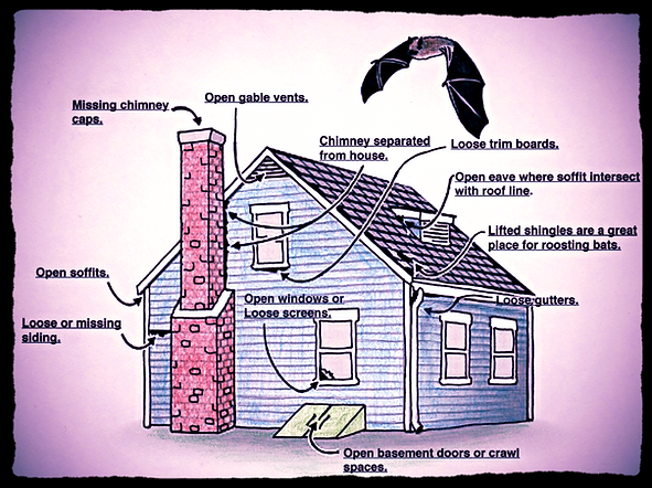 Bat Removal Michigan