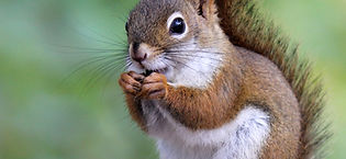 Michigan red squirrel removal.