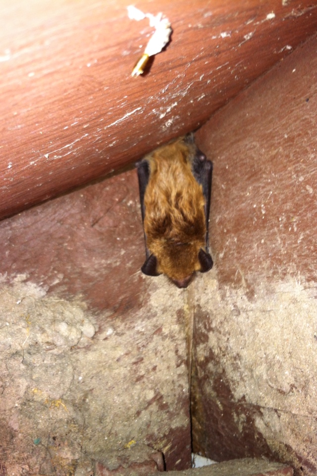 Bat Removal Michigan Bat Removal Bat Control Bat In House