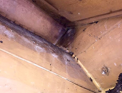 Bat Removal Michigan