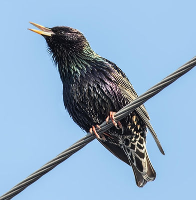 Michigan bird removal