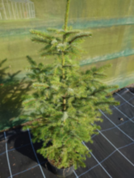 Real, Living Serbian Spruce Christmas Tree 3-4ft - (90 - 120cm)