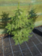 Thumbnail: Real, Living Serbian Spruce Christmas Tree 3-4ft - (90 - 120cm)