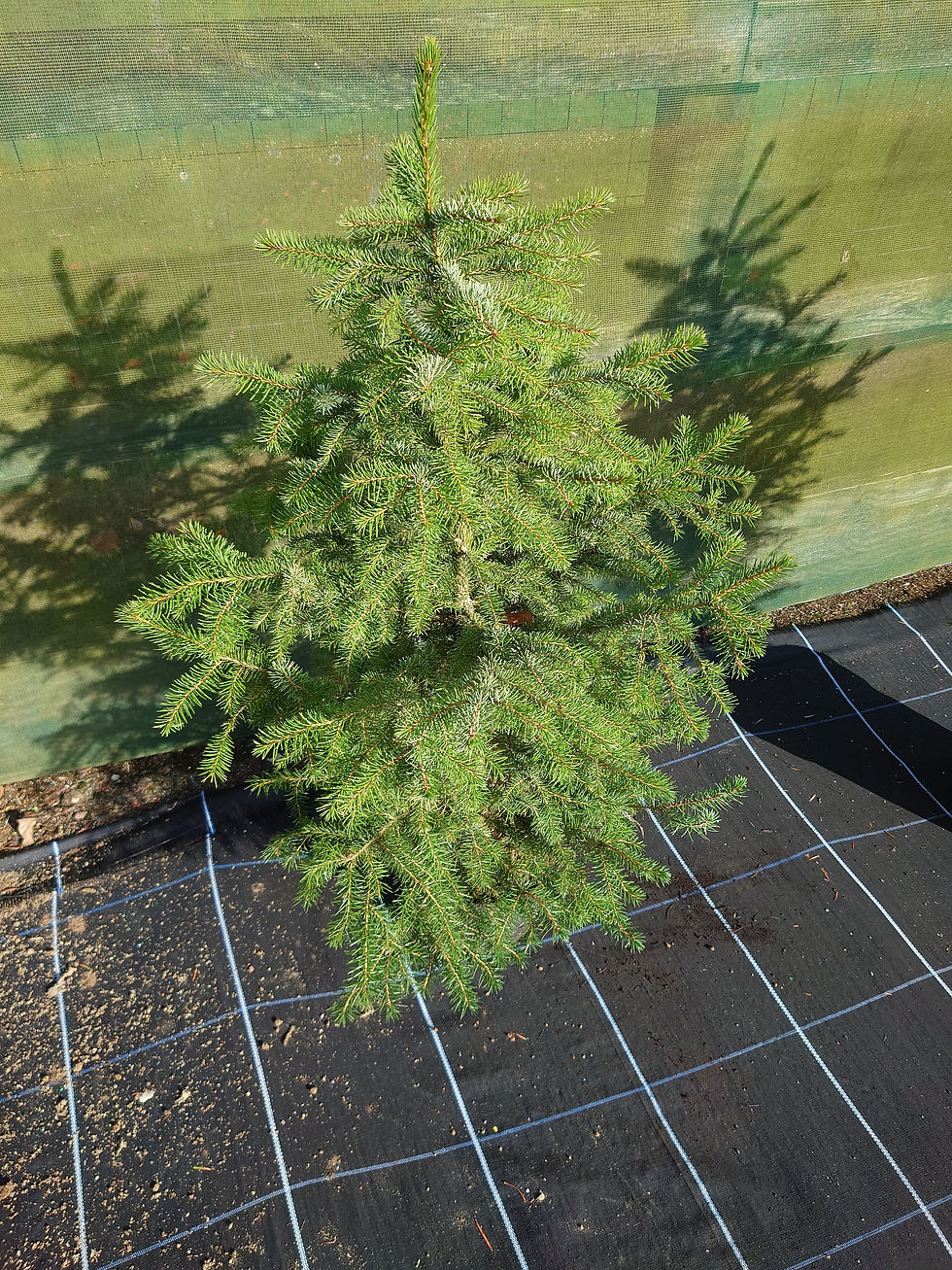 Thumbnail: Real, Living Serbian Spruce Christmas Tree 3-4ft - (90 - 120cm)