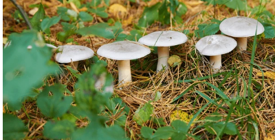 August 'shrooms