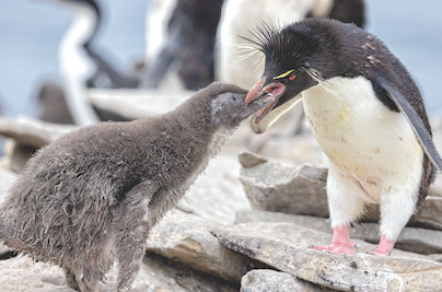 A Rockhopper feeds its young.