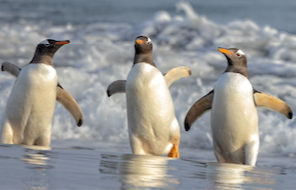 Gentoo penguins waddling onto shore. By Leigh Lofgren