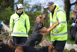 An eye to eye meeting with a bloodhound.