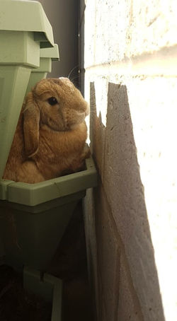 Buttercup (Now Biscuit)