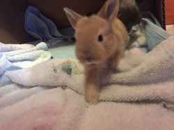 Or maybe she just wanted attention