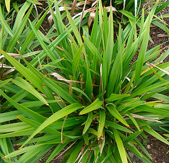 Dianella Tasmanica