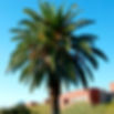 Phoenix Canariensis