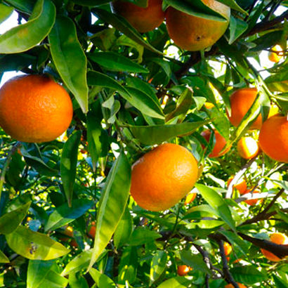 Citrus x Clementina