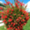 Callistemon Laevis