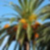 Phoenix Dactylifera