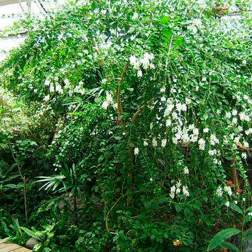 Duranta Erecta var. alba