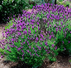 Lavandula Stoechas