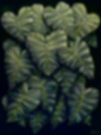 Thumbnail: green and purple leaves against a dark background
