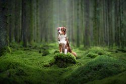 phtographe-chiens-deux-sevres