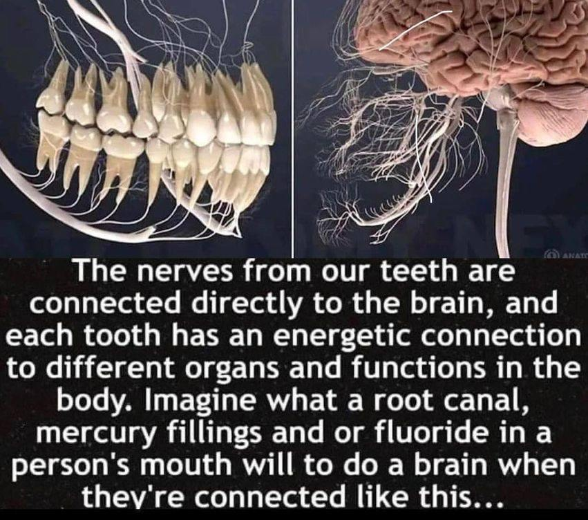 Oral Health & Toxic Load: How Your Mouth May Impact Your Brain, Heart & Whole Body