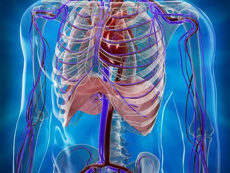 Your Circulatory System: The 100,000-Mile Network That Keeps You Alive