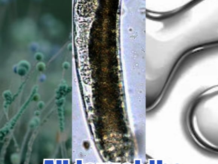 Little-Known Mitochondrial Damage Pattern: Cardiolipin Oxidation From Mold, Metals & Parasites