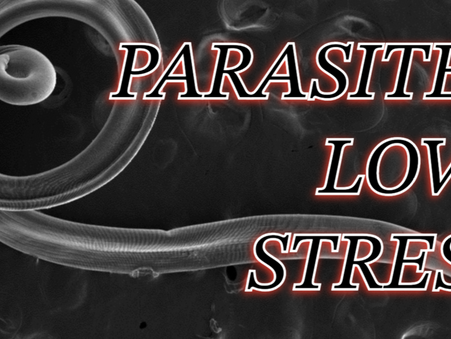 Why Stress Can Make a Parasite Flare